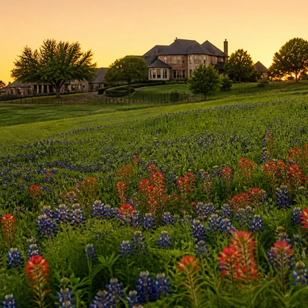 Wildflower-covered hill with upscale homes at golden hour in Flower Mound, Texas